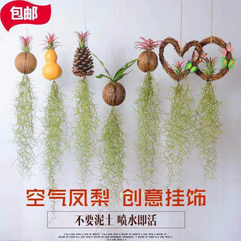 Воздушный ананас, борода старика, офисное подвесное растение, радиационно-стойкий цветок, поглощающий формальдегид, ленивое зеленое растение без почвы.