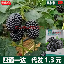 �ژ�ݮ�N���ļ����N�̨����ͥԺ�Nֲ�߮a�����׷N�ͺ��ژ�ݮ�N��
