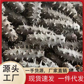 样品礼盒可代发海参工厂直供大连淡干海参辽刺参干货辽参大连海参