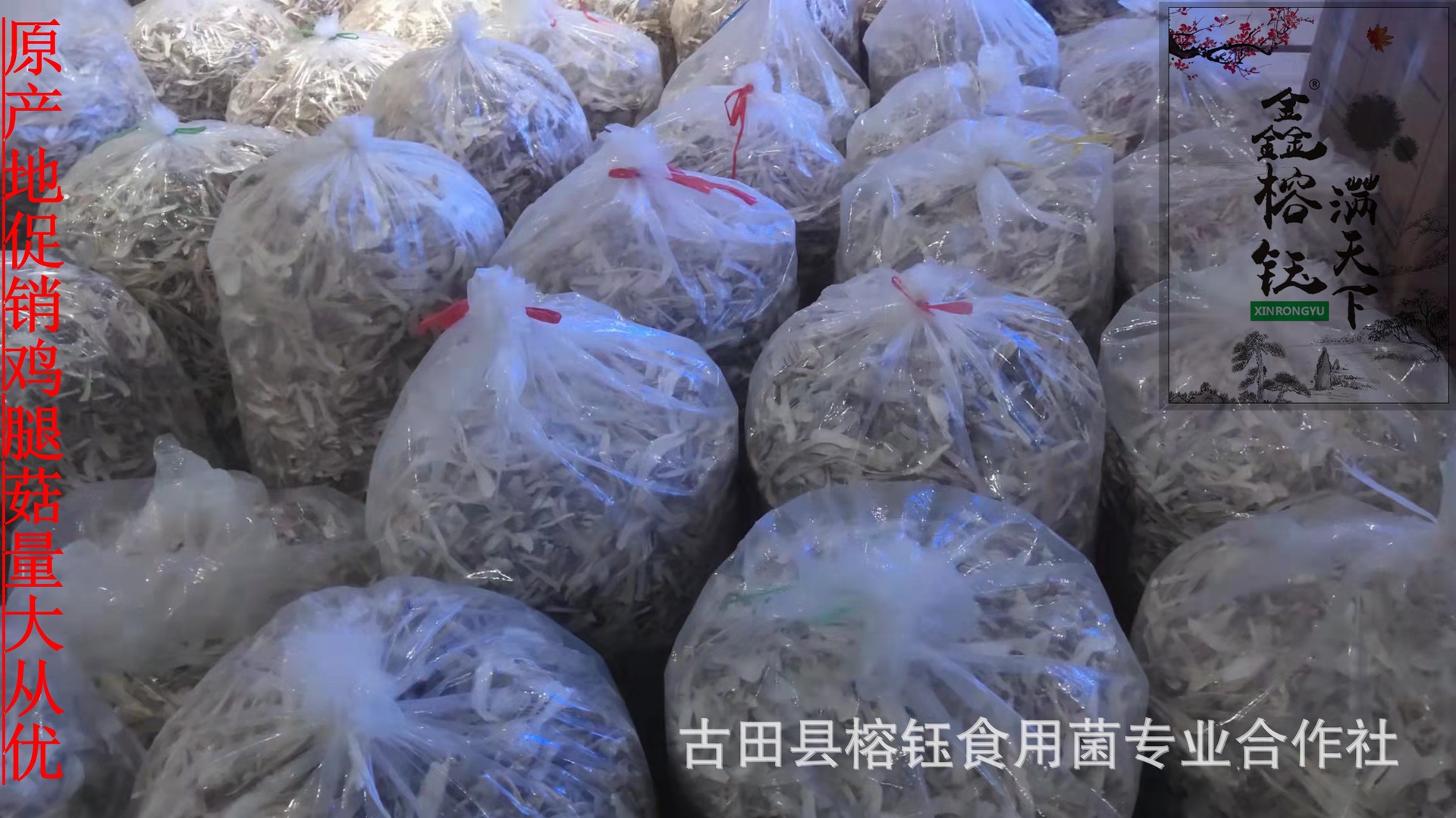 鸡腿菇宝贝详情