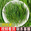 Danzhu leaf wholesale green bamboo leaf tea, bamboo leaf green grass tea wholesale bulk tea light bamboo leaf green big goods direct sales