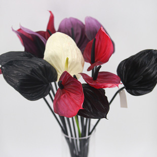 ���滨�ָмt�ƺ�����Q���\�ϻ�c���Ļ�Y�b廨��ˇ�������l