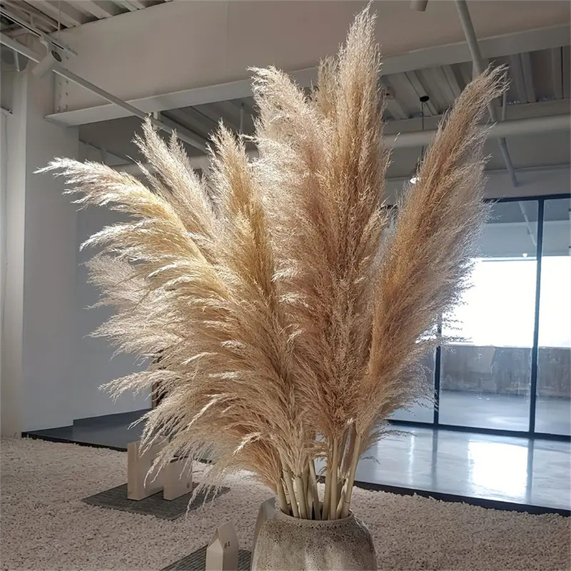 Male Reed Dried Flower Net Red Reed Dried Flower Wedding Home Decoration Nordic Wind Natural Air-Dried Reed Cross-Border Exclusive