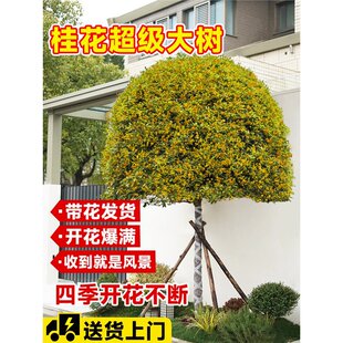 ���͹𻨘���ͥԺ�e��ԭ����𵤹�����ͻ�������ֲ���ļ���G��