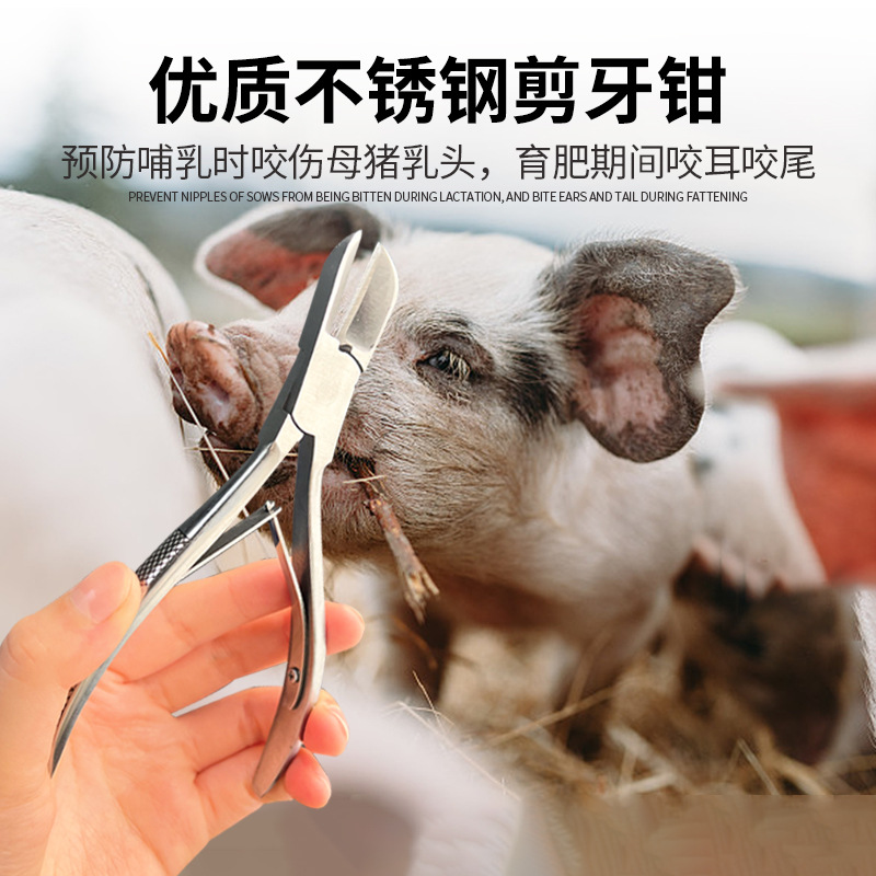 Cortador de dientes para lechones, cortador de dientes veterinario para cerdos, cortador de dientes de acero inoxidable, cortador de dientes para conejos, cortador de dientes para conejos.