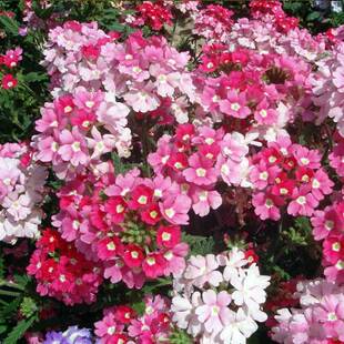 ���~��Ů�ѷN��Ҋ���ͻ�N���˙�����䁵��\�ļ�������Ů����