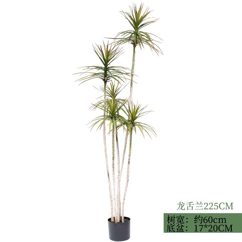 Agave-225cm de hoja estrecha (con base negra)