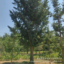 ľ֮ly Gľ yӘ׹ҎRȫ̾G