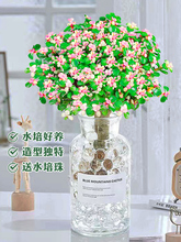 金枝玉叶盆栽老桩盆景水培多肉植物室内办公桌面绿植花卉好养肉肉