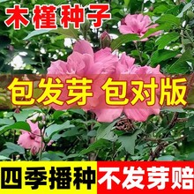 ľ�Ȼ���N�ӻ��N���ļ��N�׻�����ͥԺ�׷N����ֲ�ﻨ��ľ�ȷN��