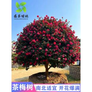 �ߗU��÷�������÷���΄e��ͥԺ�����ͺ��L���������ļ����໨��