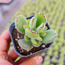 熊掌多肉植物 熊掌多肉植物品牌 图片 价格 熊掌多肉植物批发 阿里巴巴