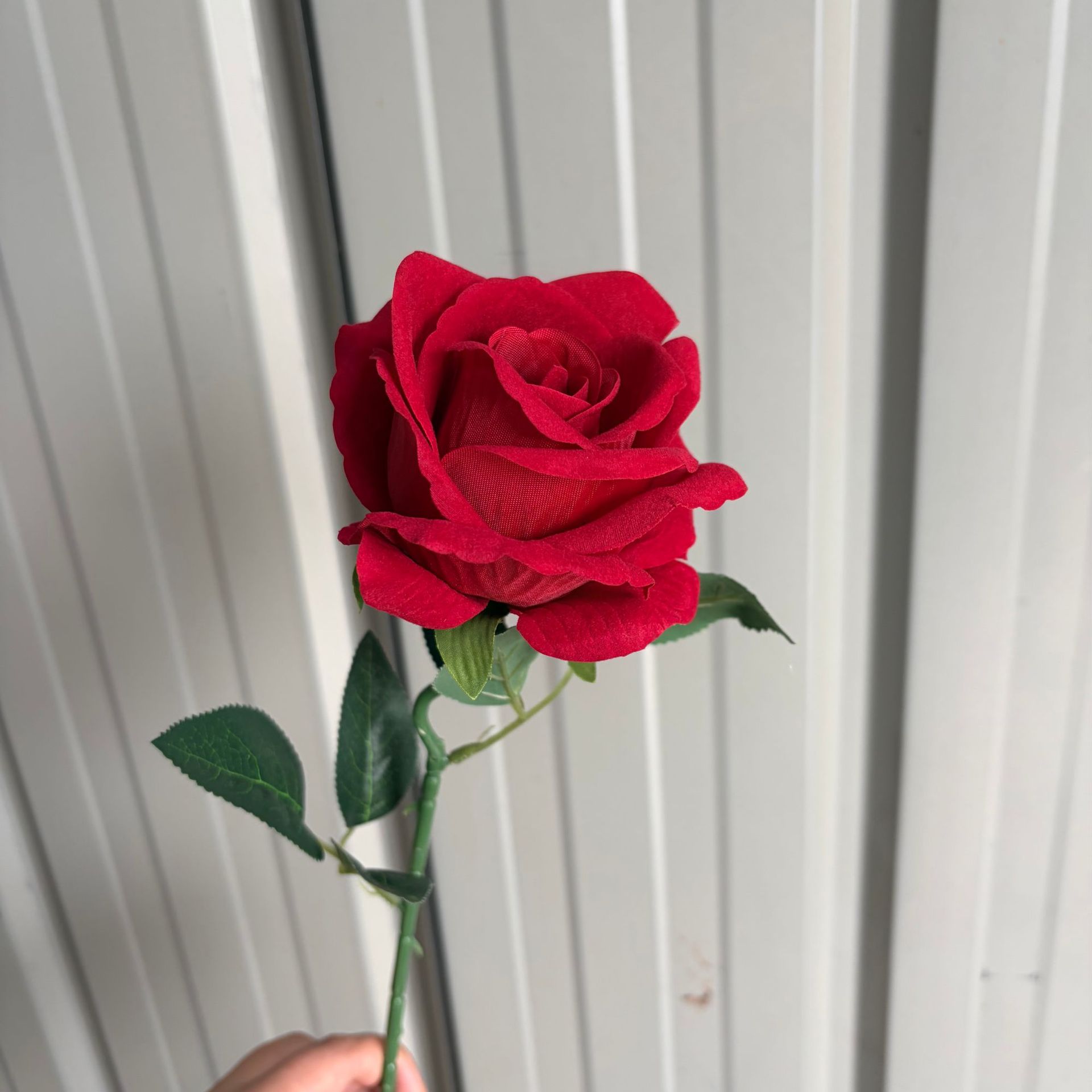 Rosa Roja de terciopelo