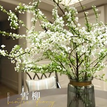 雪柳鲜枝水培花枝喷雪花苗花卉冬天庭院耐热耐寒遇水开花雪柳干枝