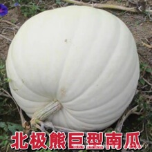 ���O���ϹϷN�Ӵ��Ϲ�̫���Ϲ��ļ��C�϶��Ѯa���߲����Ϲ�