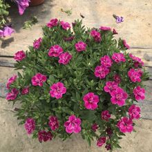 ����ţ���Ԏ����M�ڴ����̨ͥԺ����ֲ�ﻨ�ܻ����L�ױ���