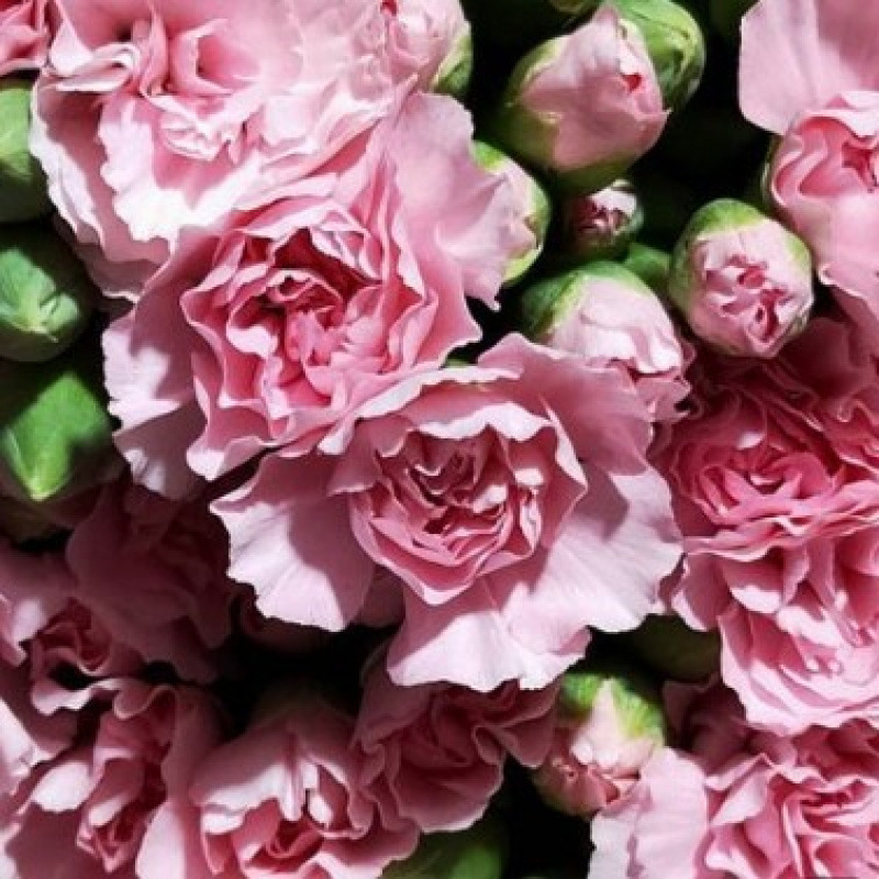 玫瑰花鲜花云南昆明基地批直发百合向日葵红豆家用鲜切水养插|undefined