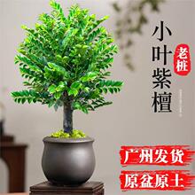 小叶紫檀盆景老桩植物树苗办公室内桌面小绿植黑骨茶盆栽禅意摆件