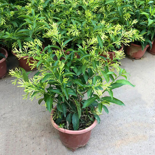 ҹԻ҃ûܮļ_̨㻨ֲ