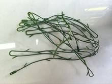 �x���S��ֱ�N����ֲ��Gɫ����ˮ���ٗl��������ٗl�b�ɻ�֦