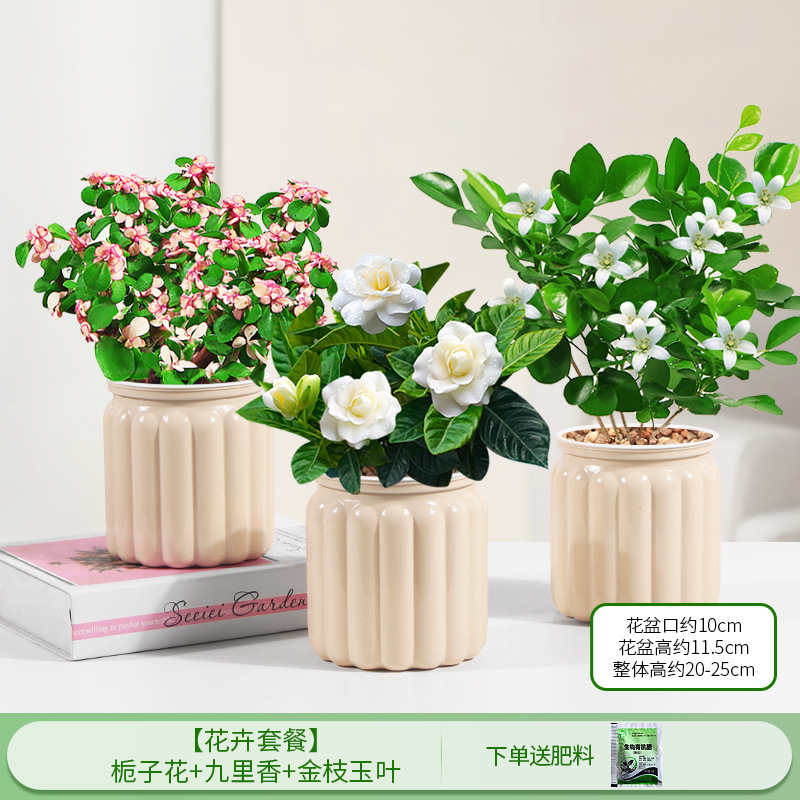 [꽃패키지] 치자나무 + 구리향 + 황금가지와 옥잎