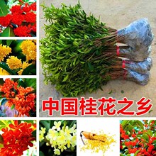 桂花树苗盆栽四季桂金桂浓香型花卉四季开花室内庭院地栽好养绿植