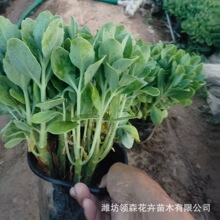 �ˌ����� �ļ��_���ͺ��ͺ����̾G�����ܰˌ����컨�����ֲ��