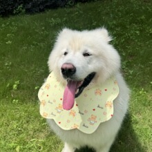 DODOﻨˮӺӌдȮ_ĦҮ˹ӇӺӌ