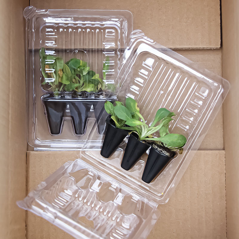 Flower Seedling Packaging Box Three-hole Seedling Packaging Box Seedling Transport Protection Box 50-hole Flower Seedling PVC Blister Bubble Shell Box
