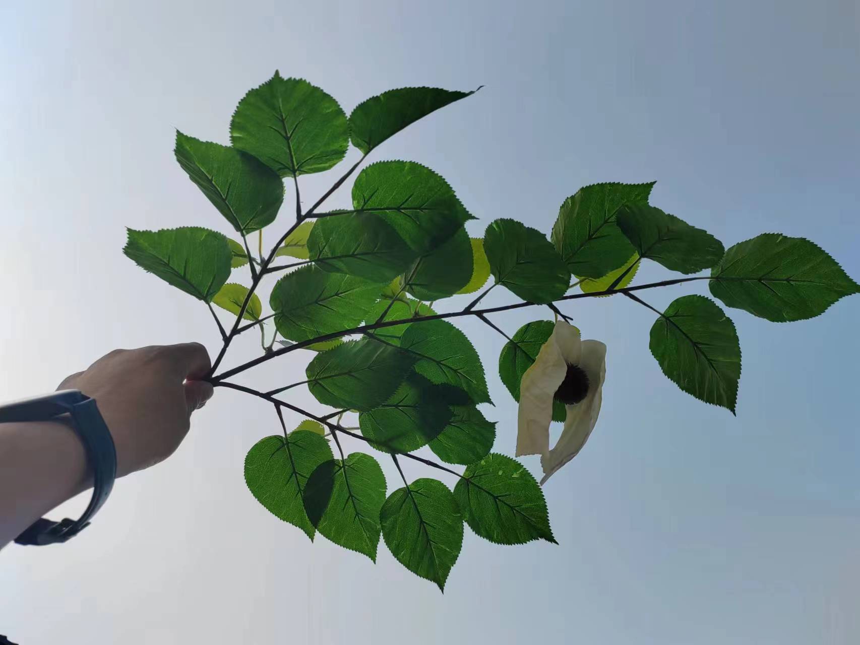 苹果叶带花 (1).jpg