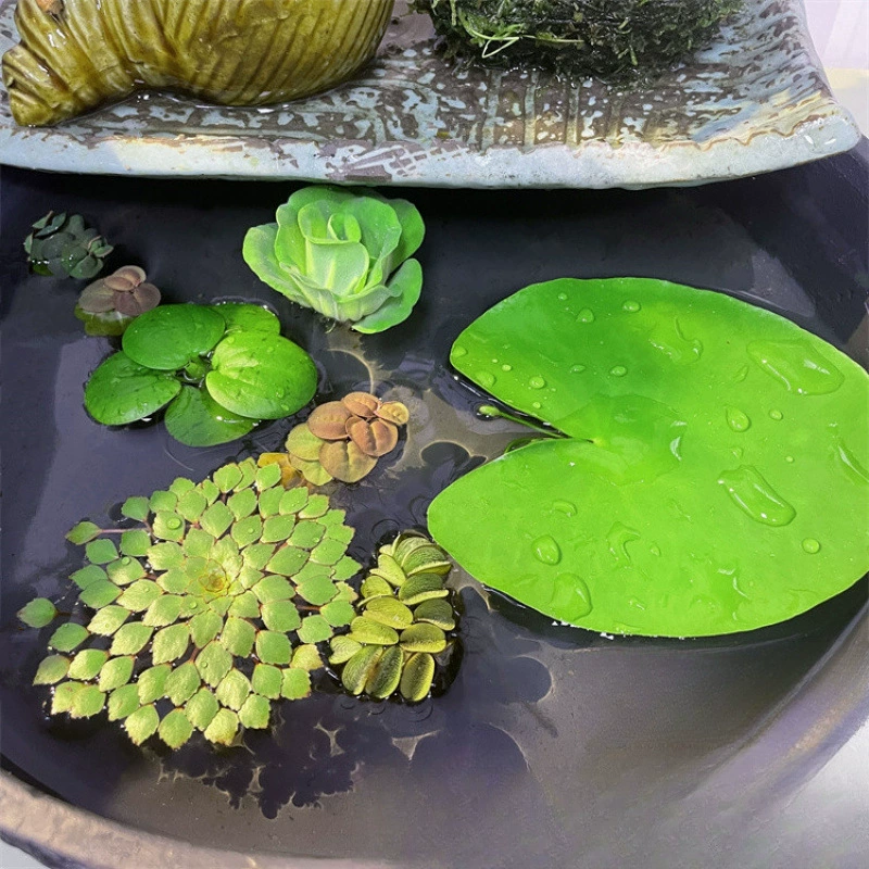 Водяная лилия, аквариум, водное растение, настоящая трава, ландшафтный дизайн, кислородное коряжное дерево, очистка воды, поверхность воды, чаша, лотос, водный гиацинт.