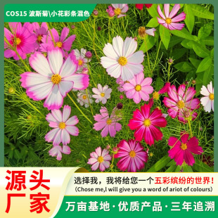 Cosmos Flower Seeds Wholesale Grass Flower Combination Greening Flower Sea to Create Easy-To-Grow Potted Gesang Flower Cosmos Seeds