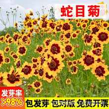 蛇目菊种子两色金鸡菊金钱菊花海绿化花卉种籽孑庭院盆栽