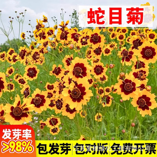 ��Ŀ�շN�Ӄ�ɫ���u�ս��X�ջ����G�����ܷN����ͥԺ����