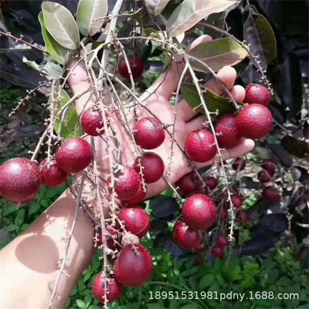 Рассада Гуанси Шикся Лонган Раннее ядерное мелкое мясо Густые Результаты года Саженцы Лонган в горшке с южного балкона