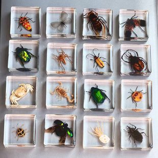 Xuanshuo Butterfly Specimen Ornaments Real Insect Specimens Golden Turtle Wings Student Teaching Creative Observation Gifts Transparent