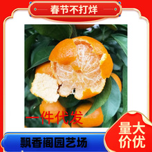 ��Ʒ�N��Ƥ�۽��� ����һ̖��������������� �޽ӟo���۽��Ә���