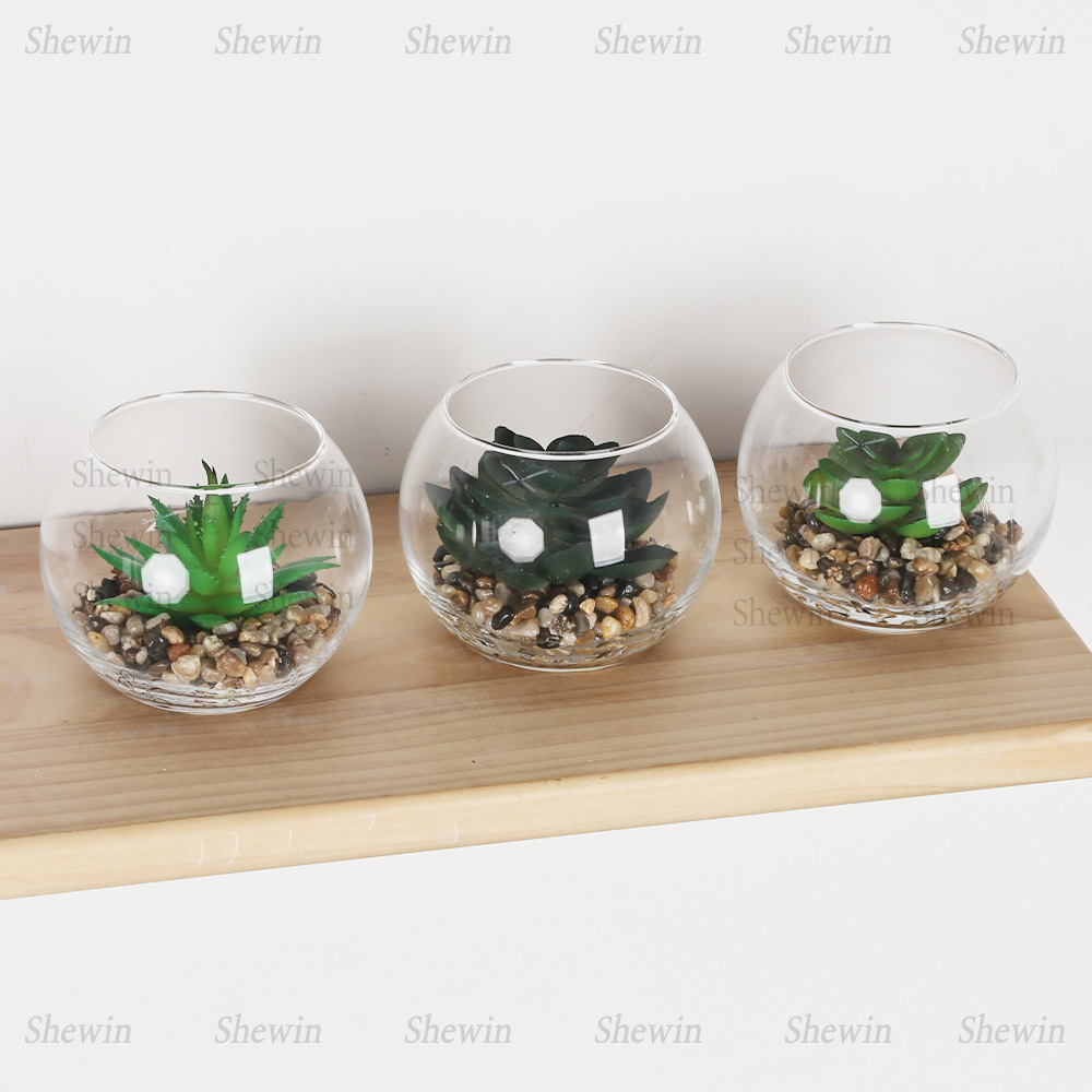 Planta tropical al contado micro - paisaje simulación de macetas de pistachos, vidrio redondo carnoso fábrica de bonsái de plantas del desierto
