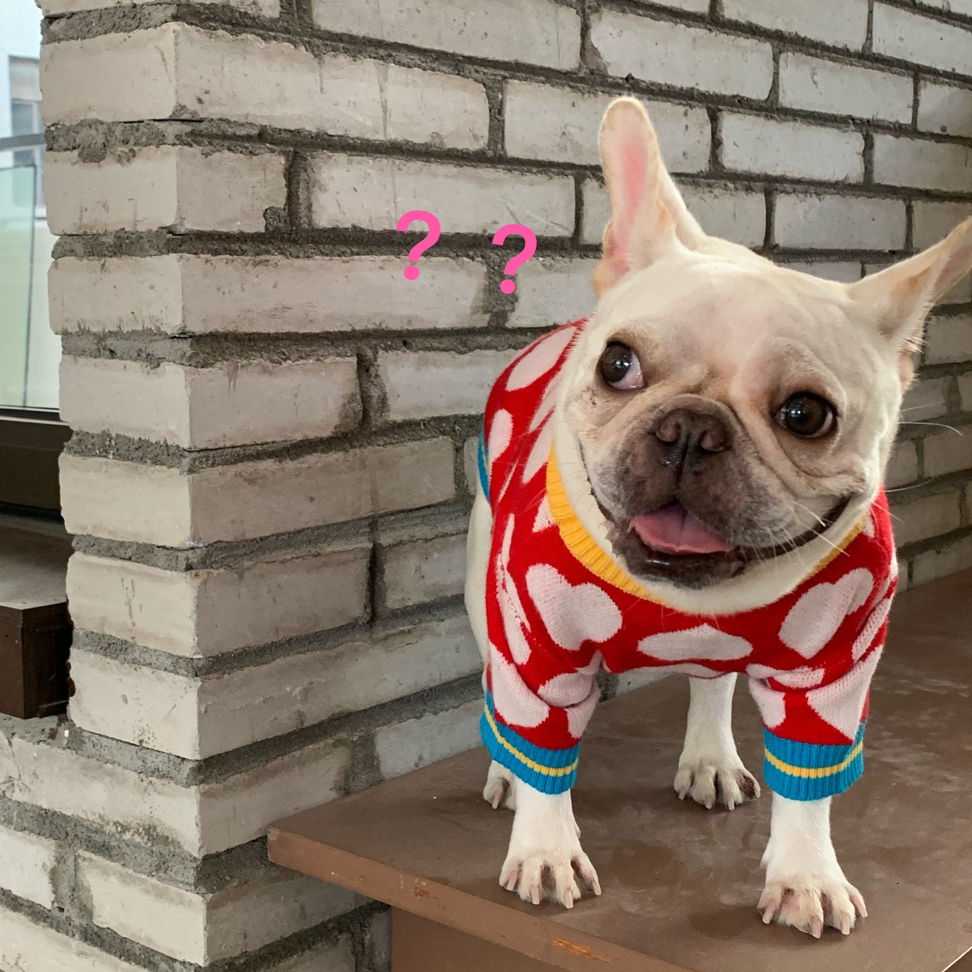 Pet Hoodie Image 1