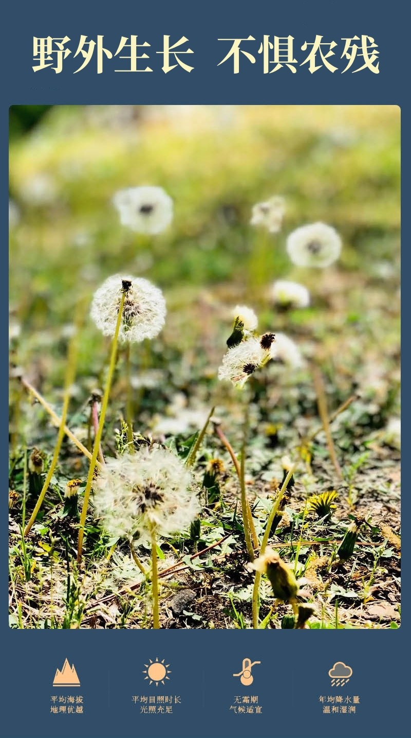 Wild Dandelion Herb Pu Gong Ying Dried Whole Plant for Herbal Tea and Decoction 500g key features