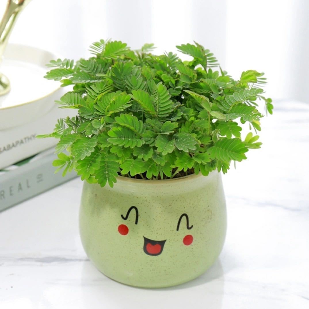 儿童种植盆栽含羞草植物室内外好养易活开花花卉净化空气趣味绿植