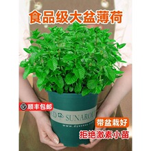 ���象�����Կ�ʳ�ô�����þGֲ�҃��Ե����ļ����ֲ��؈�����~