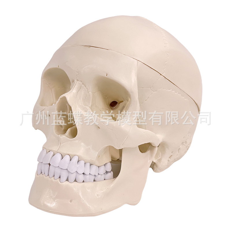 ����1��1ҽѧ��������ͷ��ģ��ͷ­�ǽ��� ��ɫͷ�Ǵ���׵�Խ���