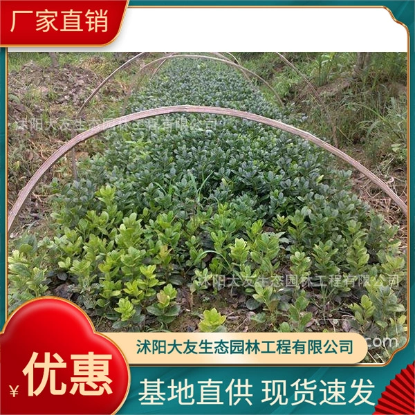 Базовая оптовая продажа саженцев собственного производства для наращивания костей с полными разновидностями инженерного ландшафтного дизайна Озеленение саженцев
