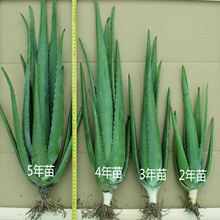 �������J�C��ֲ������Ժ�ɳ��ù��w�aˮ�ɷ�Ęʳ���҃Ȼ������Դ�