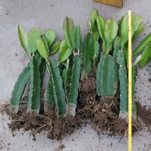 火龙果苗盆栽当年结果红心种植四季果树红肉地庭院大苗火龙果树苗