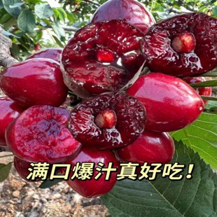 ܇���Ә�����Ҙ�o����ʯ����J���������ӗ��������{ݮ��������