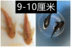 2 Huang Shuangdaofu + 2 Black Shuangdaofu 9-10cm