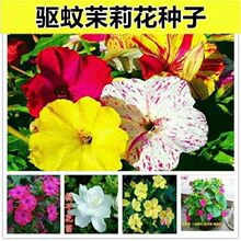 �����򻨷N�ӻ�ɫ���׻��̨���Ի�������������׷N�׻��_������