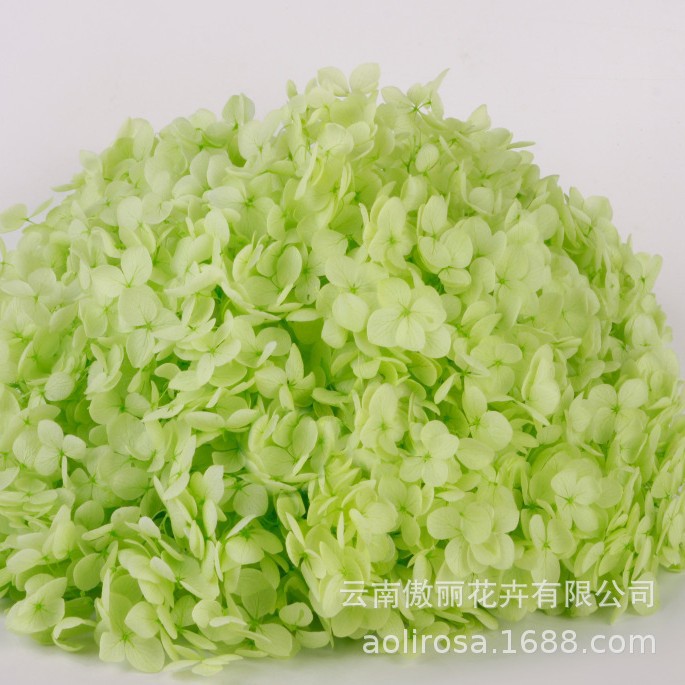 Grado A Anna Hortensia flor permanente flor seca Hortensia de hoja pequeña 20g Hortensia en caja fábrica al por mayor MATERIAL DE FLOR DE San Valentín